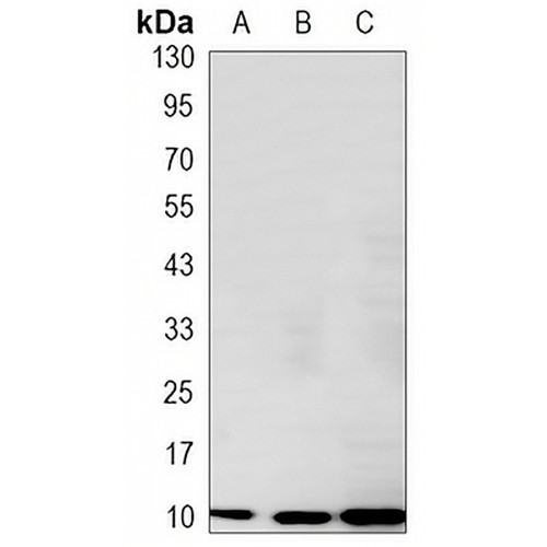 S100-A6 Mouse Monoclonal Antibody(C3416)