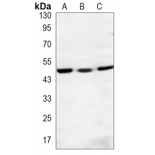 RNF81 Mouse Monoclonal Antibody(C3418)