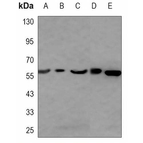 HARS Mouse Monoclonal Antibody(C3419)