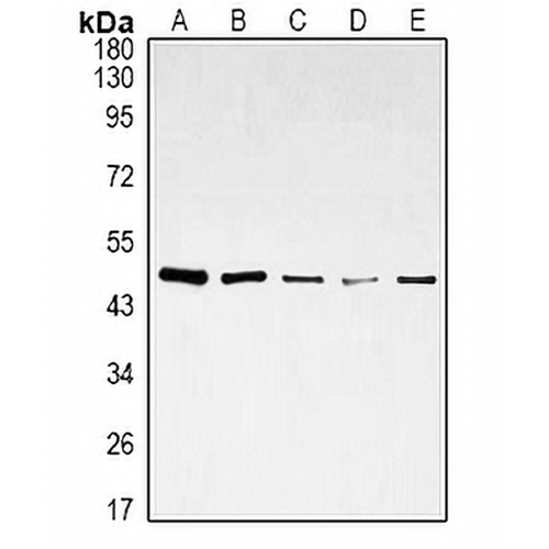 DDX39B Mouse Monoclonal Antibody(C3424)
