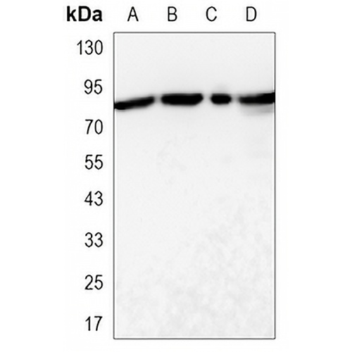 MLH1 Mouse Monoclonal Antibody(C3426)