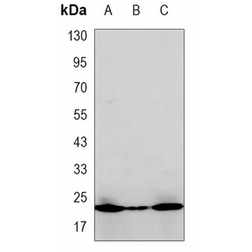 BID Mouse Monoclonal Antibody(C3427)