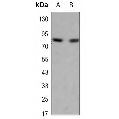 KDM1A Mouse Monoclonal Antibody(C3428)