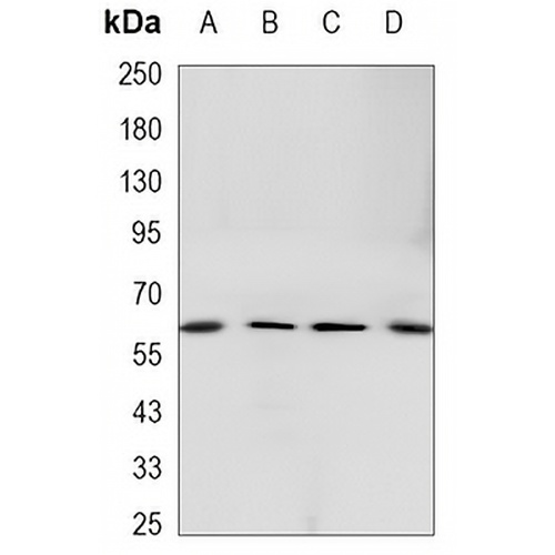 LPP Mouse Monoclonal Antibody(C3430)