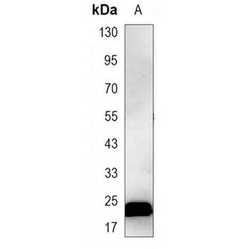 LIN28A Mouse Monoclonal Antibody(C3433)