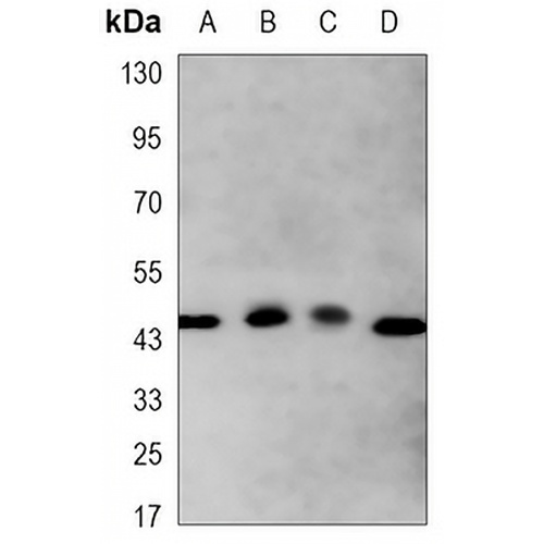 Apolipoprotein A4 Mouse Monoclonal Antibody(C3435)
