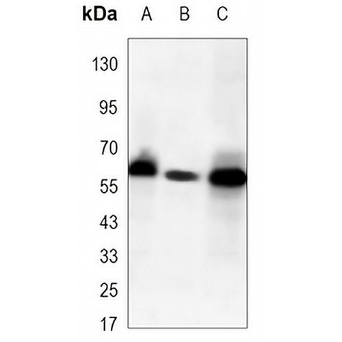 PAK2 Mouse Monoclonal Antibody(C3436)