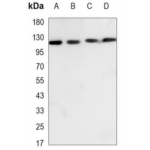 MCM2 Mouse Monoclonal Antibody(C3441)