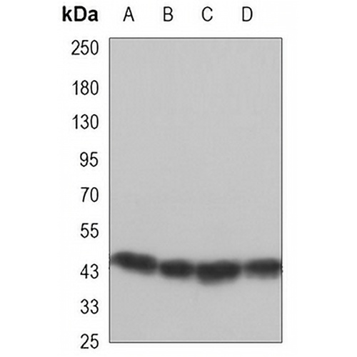 GSK3 beta Mouse Monoclonal Antibody(C3444)