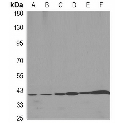 Beta-actin Mouse Monoclonal Antibody(C3446)