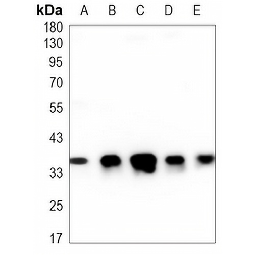 TFIIB Mouse Monoclonal Antibody(C3447)