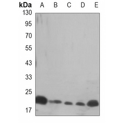 HP1 gamma Mouse Monoclonal Antibody(C3448)