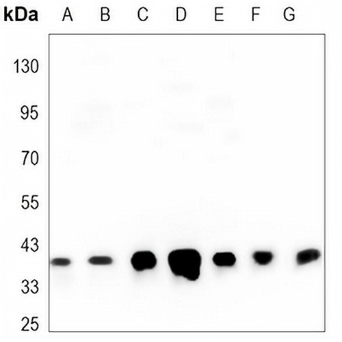 GAPDH Mouse Monoclonal Antibody(C3450)