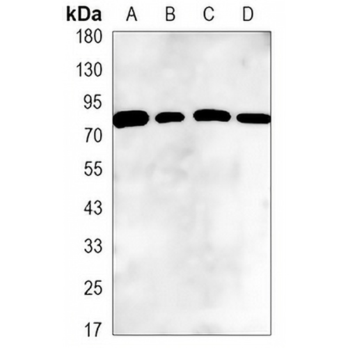 GRP78 Mouse Monoclonal Antibody(C3452)