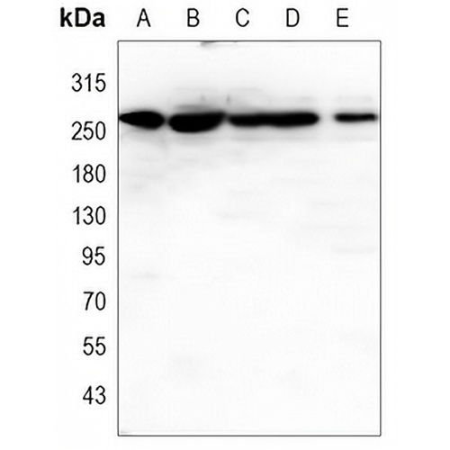 CHD3 Mouse Monoclonal Antibody(C3453)