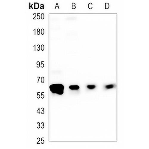 AKT Mouse Monoclonal Antibody(C3454)
