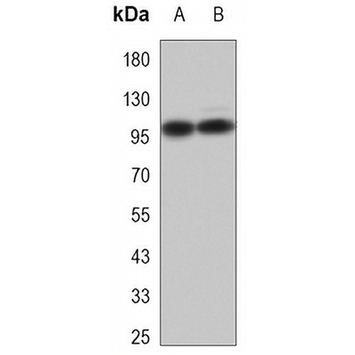 CD54 Mouse Monoclonal Antibody(C3456)