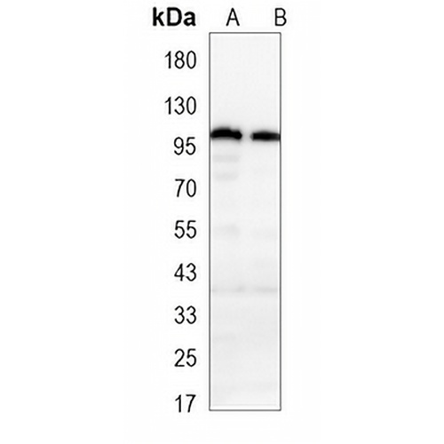 CD54 Mouse Monoclonal Antibody(C3457)