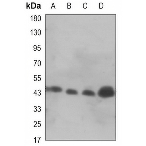 GSK3 beta Mouse Monoclonal Antibody(C3459)