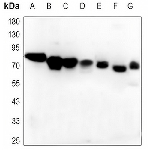 B-RAF Mouse Monoclonal Antibody(C3462)
