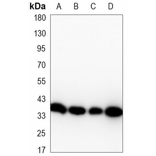 Cyclin H Mouse Monoclonal Antibody(C3463)