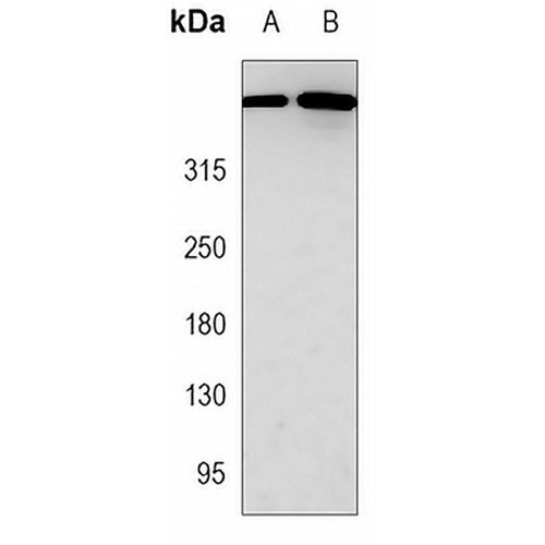 DNA-PKcs Mouse Monoclonal Antibody(C3467)