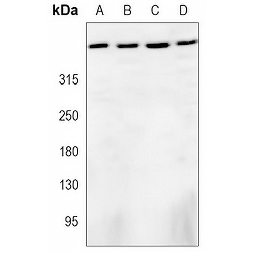 DNA-PKcs Mouse Monoclonal Antibody(C3468)