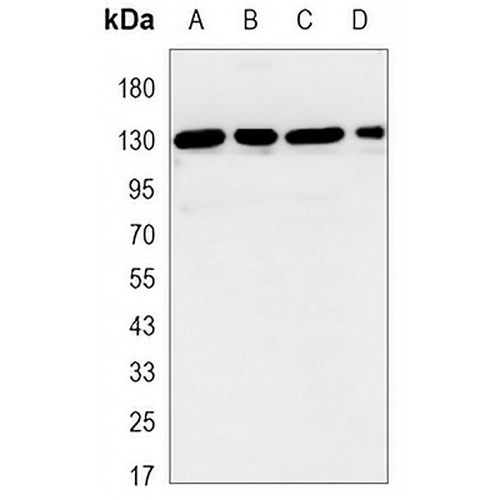 JAK1 Mouse Monoclonal Antibody(C3469)
