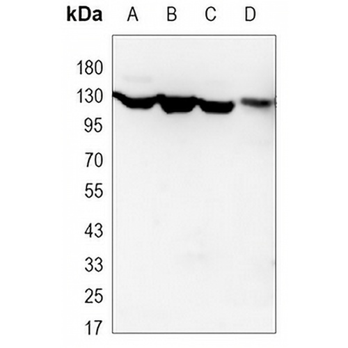 JAK1 Mouse Monoclonal Antibody(C3470)