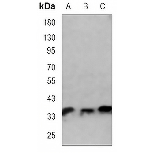 CDX2 Mouse Monoclonal Antibody(C3474)