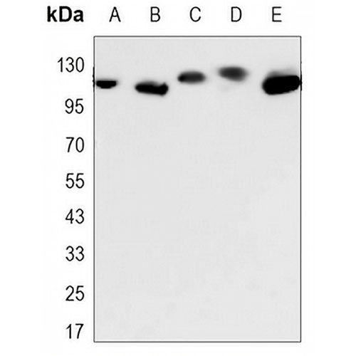 DDB1 Mouse Monoclonal Antibody(C3477)