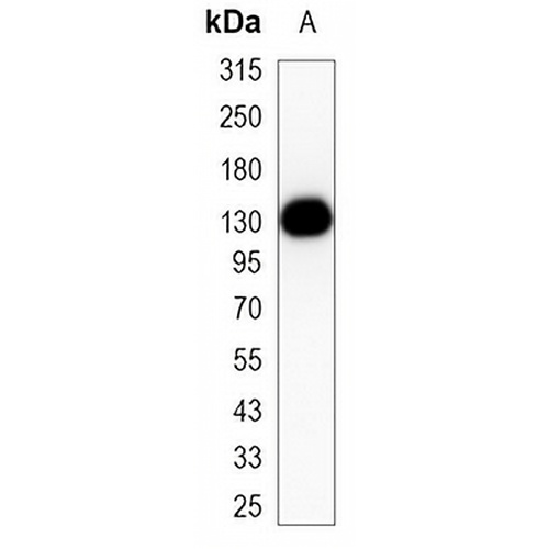 CD31 Mouse Monoclonal Antibody(C3478)