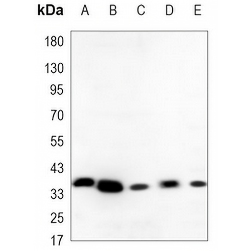 PCNA Mouse Monoclonal Antibody(C3480)
