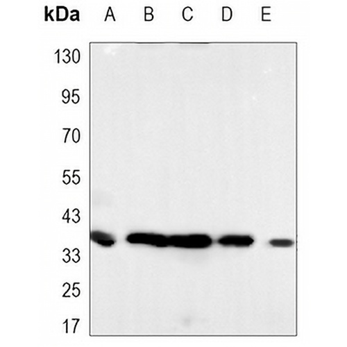 PCNA Mouse Monoclonal Antibody(C3481)