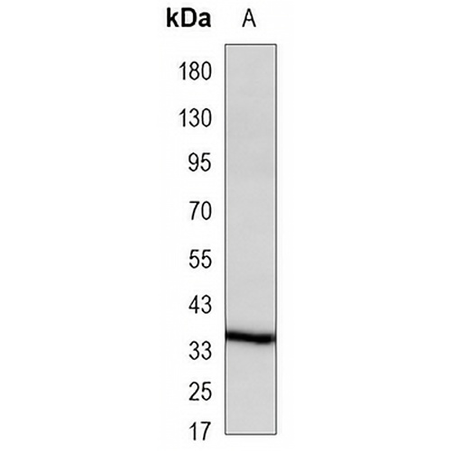 OMI Mouse Monoclonal Antibody(C3482)