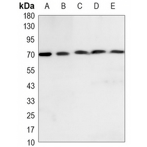 Ku70 Mouse Monoclonal Antibody(C3483)
