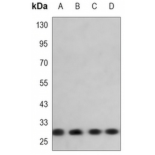 14-3-3 eta Mouse Monoclonal Antibody(C3484)