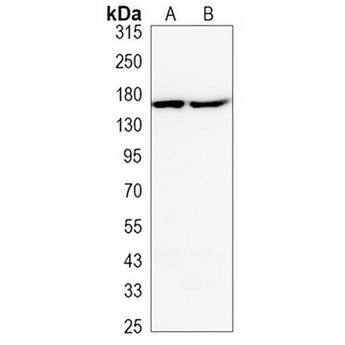 EGFR Mouse Monoclonal Antibody(C3487)