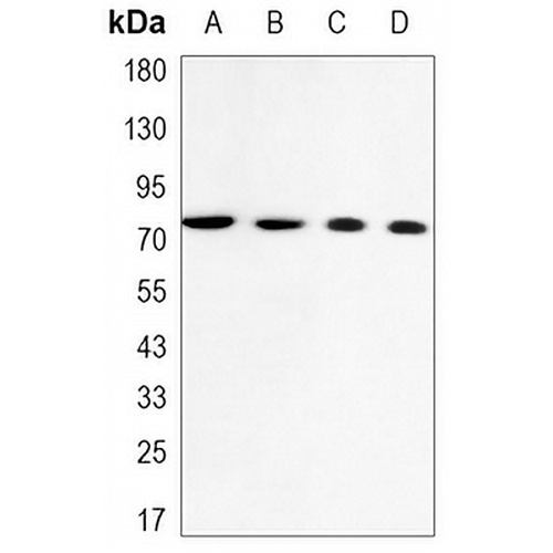 Lamin A/C Mouse Monoclonal Antibody(C3488)