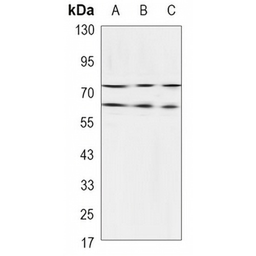 Lamin A/C Mouse Monoclonal Antibody(C3489)