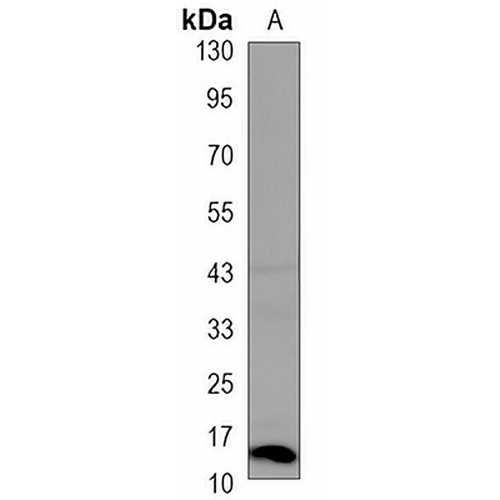 Histone H2A.X (Phospho-S139) Mouse Monoclonal Antibody(C3491)