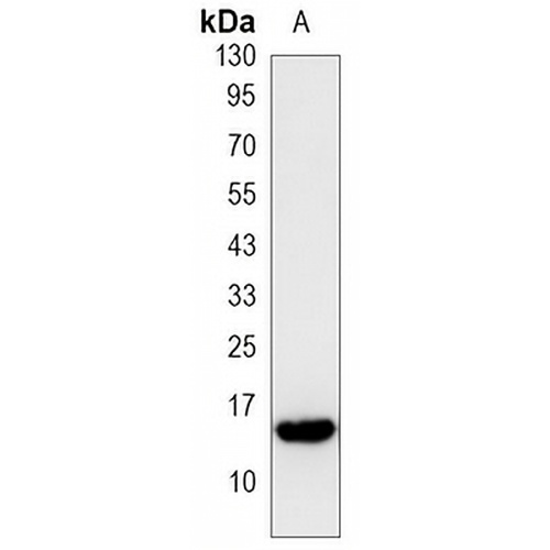 Histone H2A.X (Phospho-S139) Mouse Monoclonal Antibody(C3492)