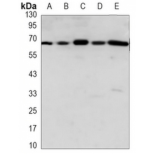 AIFM1 Mouse Monoclonal Antibody(C3494)