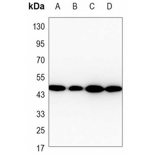 Gamma-enolase Mouse Monoclonal Antibody(C3496)