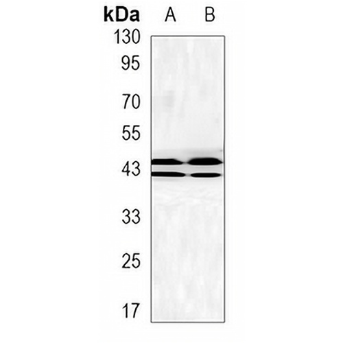 ERK1/2 Mouse Monoclonal Antibody(C3497)