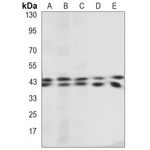 ERK1/2 Mouse Monoclonal Antibody(C3498)
