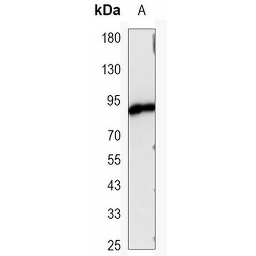 Beta-catenin Mouse Monoclonal Antibody(C3501)