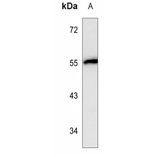 Brachyury Mouse Monoclonal Antibody(C3519)