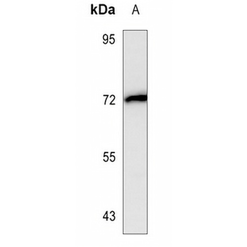 FOXP2 Mouse Monoclonal Antibody(C3520)