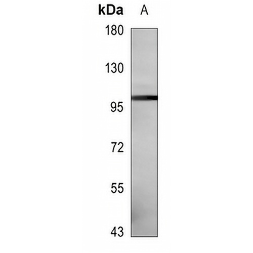 LZK Mouse Monoclonal Antibody(C3522)